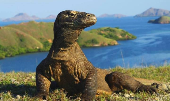 Pulau Komodo Flores