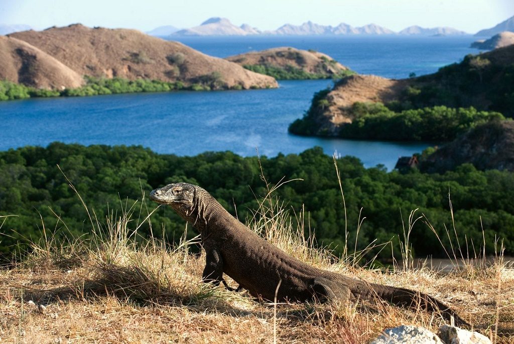 Pulau Komodo: Pesona Alam Liar dan Keindahan Tropis yang Memukau