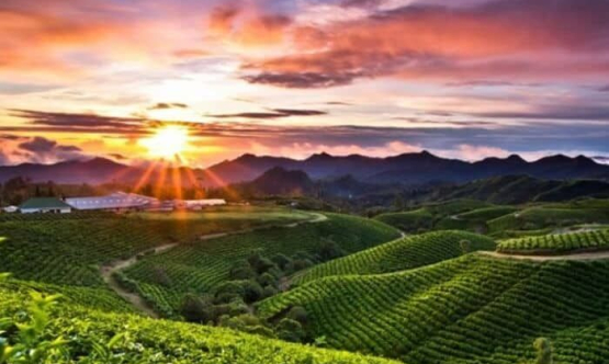 Malino Highlands: Pesona Perkebunan Teh Terindah di Sulawesi Selatan